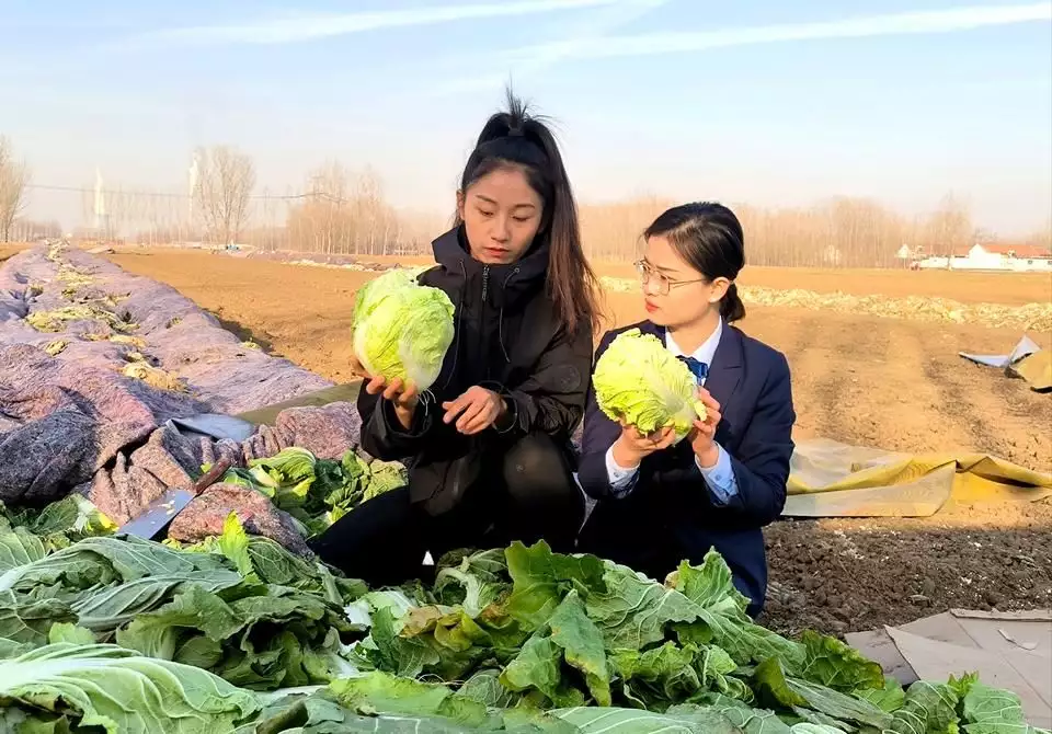 莒县农行银行助力2千颗供不应求白菜“走”出了桥头当年他用1400张照片，烧掉刘嘉玲、谢霆锋和谢霆锋，现在怎么样了(图2)