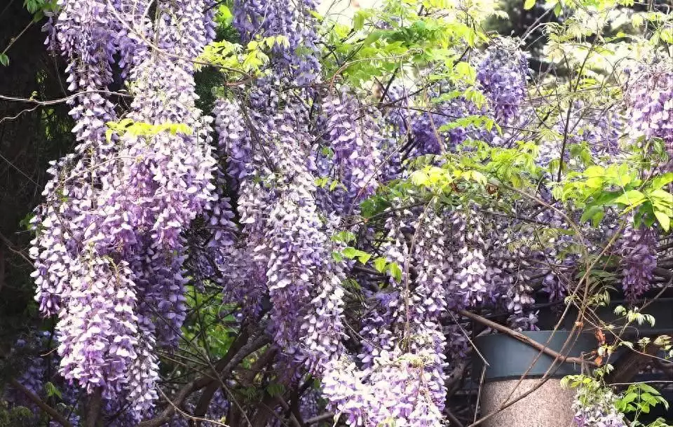 济南赏花季之紫藤篇：春季里最浪漫最入画的紫色世界刘伯承元帅的这8个镜头，都是第一次相见，温馨而美好，难得一见!