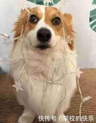  充电|主人拿充电线插到狗脸，全身发光，柯基笑容满面！