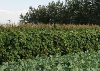 一家人|一家人组团偷菜,67岁老母亲带女儿女婿潜入他人菜地,凌晨作案早市销赃