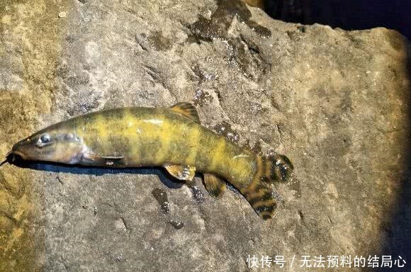 美味|小时候这鱼被拿来喂鸡，而现在成为了美味，卖上百元一斤