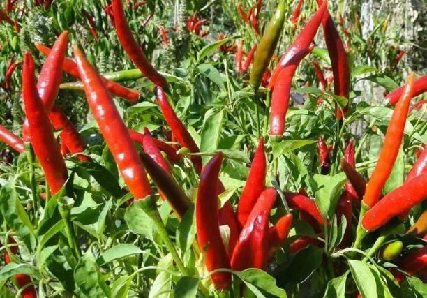  朝天椒|聪明人都爱吃此物，健脾消食，促进脂肪燃烧，不想肚子鼓鼓可试试