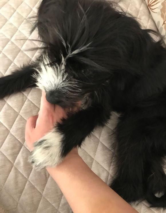  老家|进门看到这狗狗，老家亲戚皱起眉头，女孩心里却打起了自己的算盘