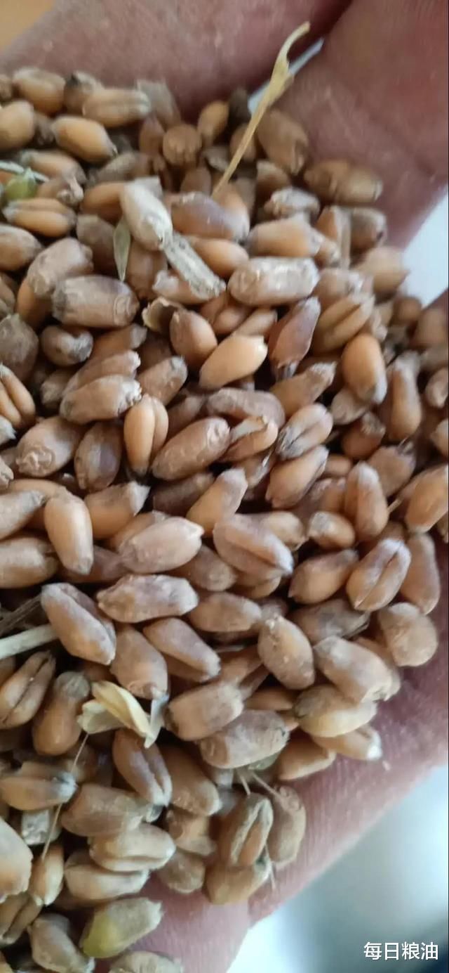 上涨|小麦价格继续上涨 全球最大面粉企业五得利变相涨价锁粮源