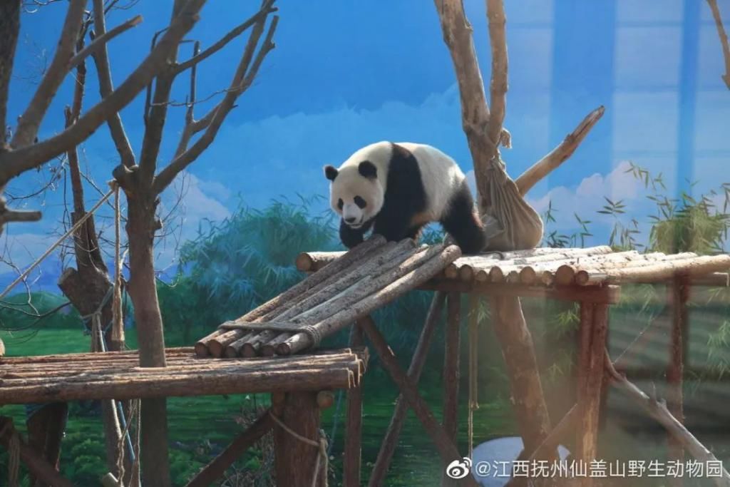  成实|大熊猫“成实”＆“园月”，要回家了！