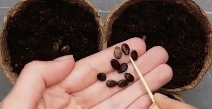 植物|养护植物,吃完的水果别急着扔,留下籽便能种出可爱的植株