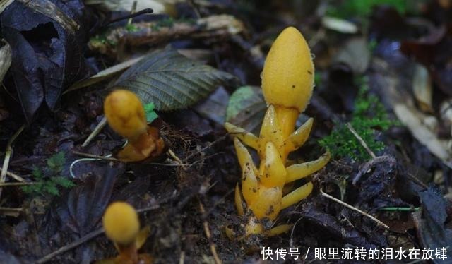 哪种|水果界的“李佳琦”,吃遍3000多种水果,哪种最好吃