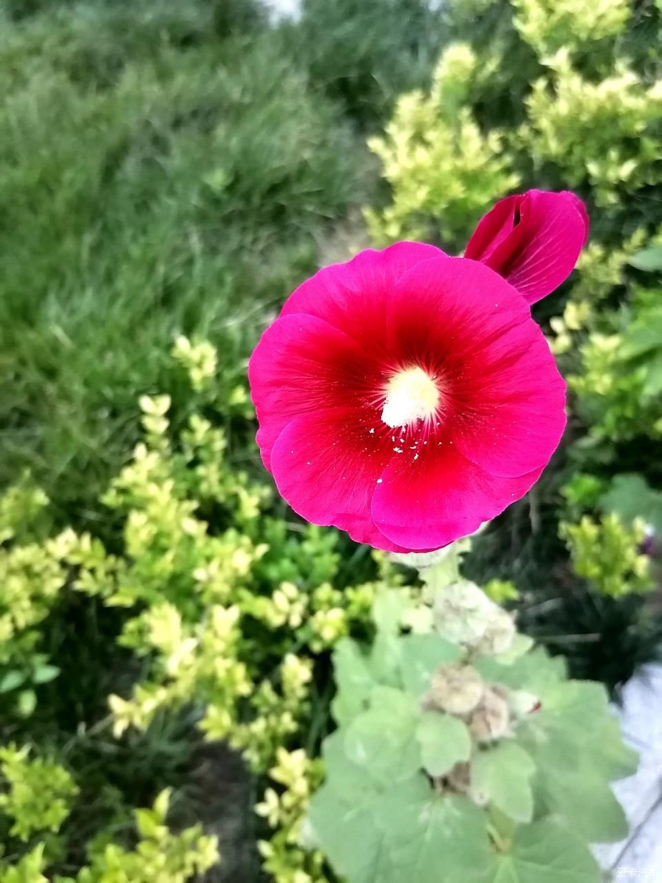 蜀葵|盛夏赏蜀葵，观花心情爽！