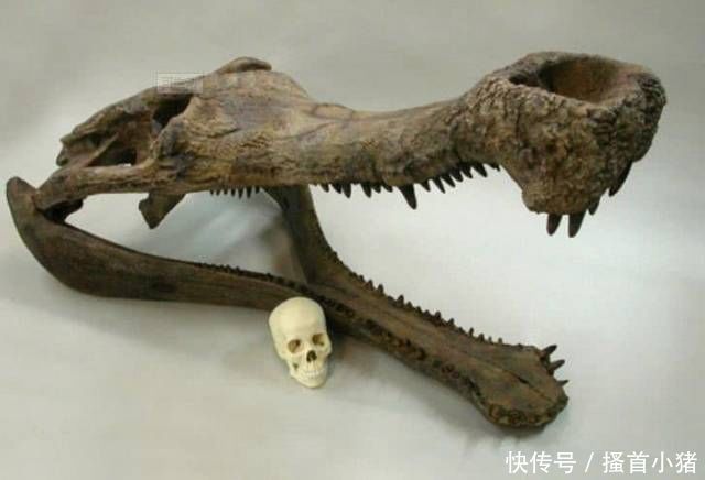 依然|5种咬合力高的远古动物,第3种依然存活,多被饲养