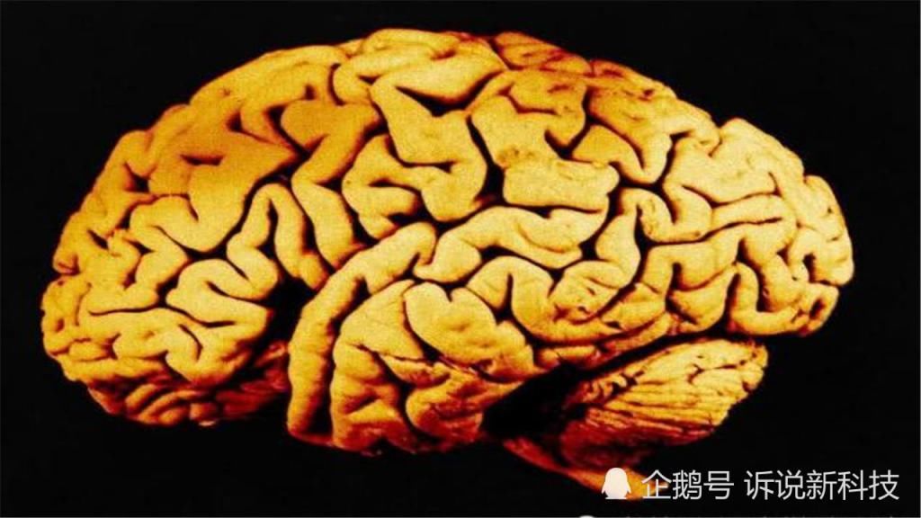  开发|人类大脑的开发，都受哪些因素的制约？为何如今只开发了1成？