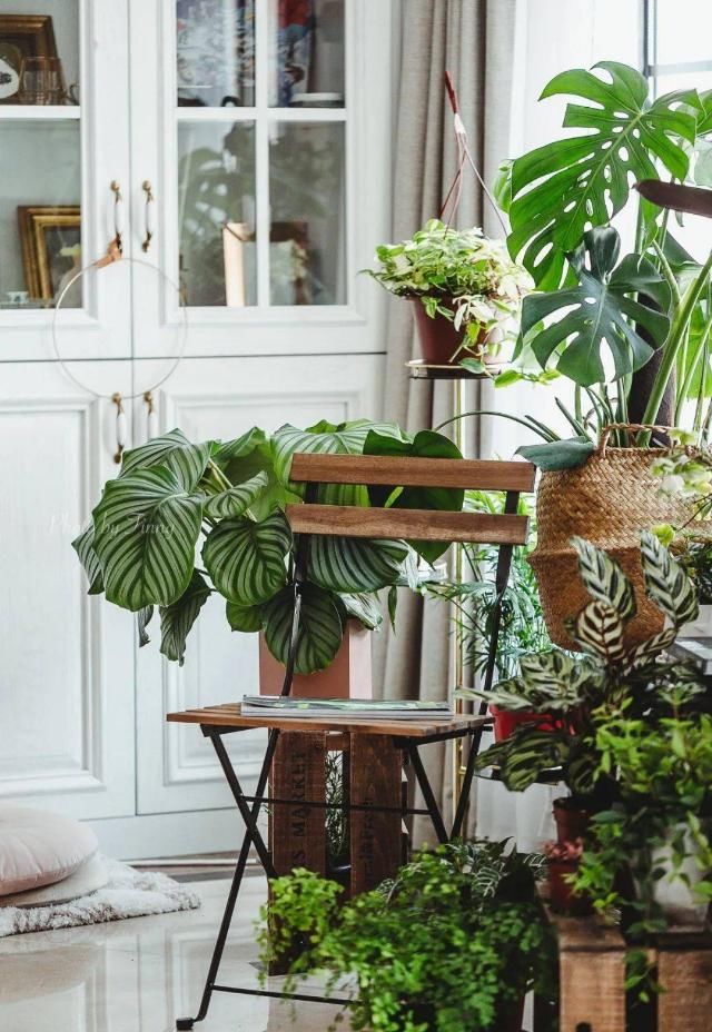  吊钟|她们的家，美得很让人种草