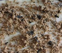  搅拌均匀|教你几道美味肉松蛋糕卷的做法！做法简单又好吃！