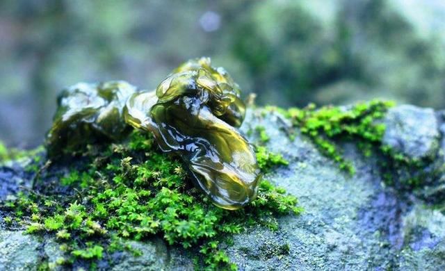 地木耳|因无法规模培育而身价倍增，农村野菜太难得，打雷下雨后才能捡到
