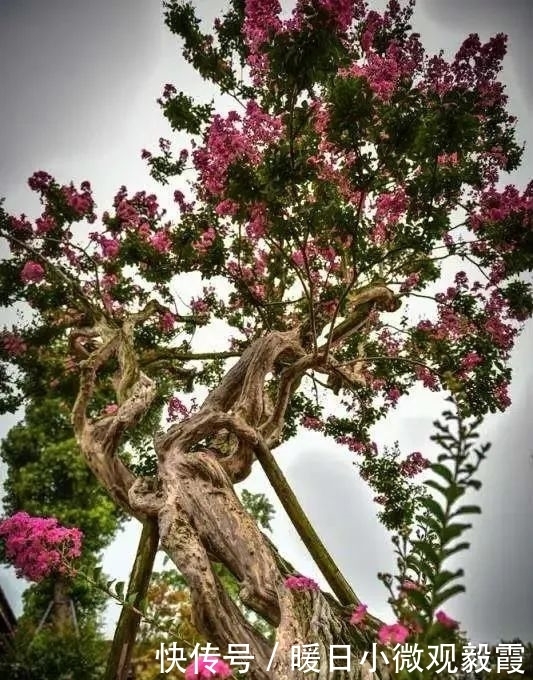 浅谈|浅谈秀丽东方IP对成都公园城市建设的借鉴作用