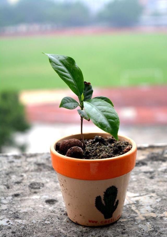 植物|植物不开花，开花少，都是因为没有做好这一步