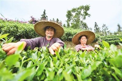 粤桂协作助苗乡茶业融合发展