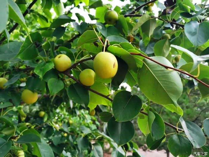  H2|为爱发声，有哈弗H2相伴，去公园采风