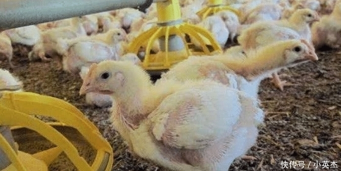 炸鸡|一只鸡就两条腿,肯德基鸡腿为啥能供应不断,看完养鸡场就明白了