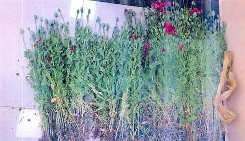  非法|农户种植1079株罂粟花用来喂鸡，却因此犯了非法种植毒品原植物罪