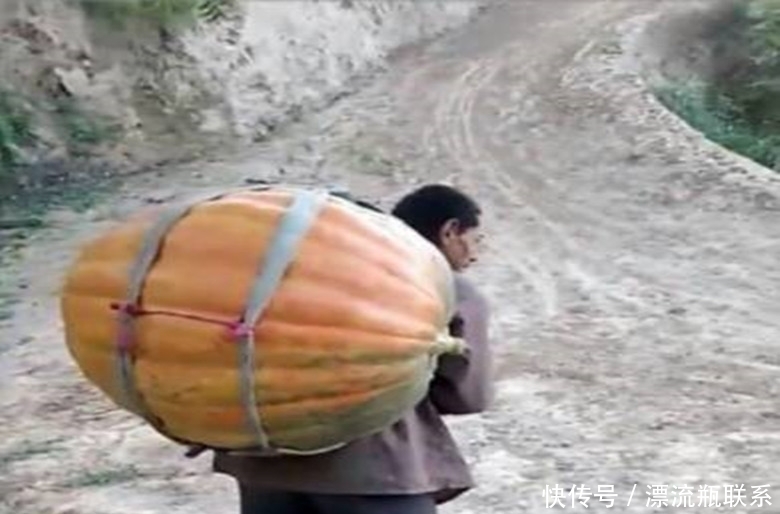 街头|男子街头卖巨型南瓜,一上午无人问津,打开南瓜男子不淡定了