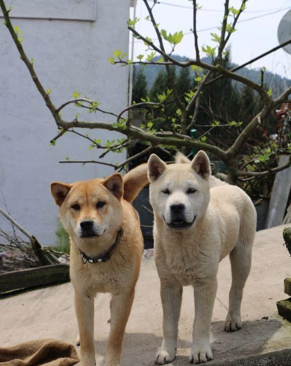  导游|抗洪救灾中的“英雄狗”，这次替土狗洗白了，化身导游替部队领路