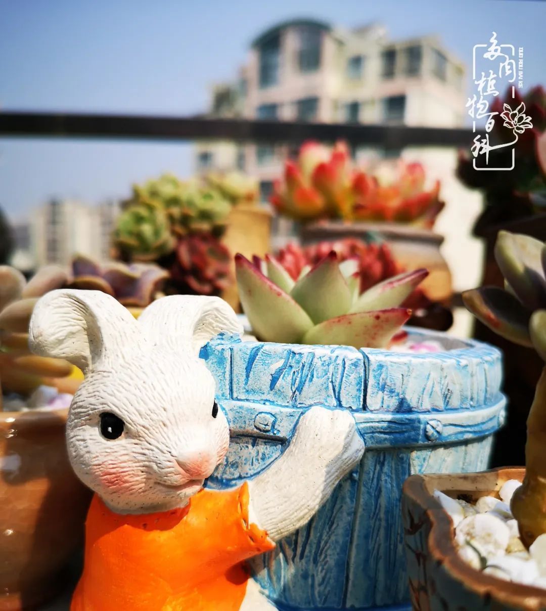  萌化|当粉粉的多肉捧在手心，我体验到了什么叫“萌化了心”