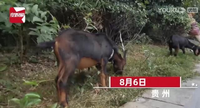 绿化带|大妈闹市放羊啃食绿化带,路人提醒反被驳“反正草都要被割”