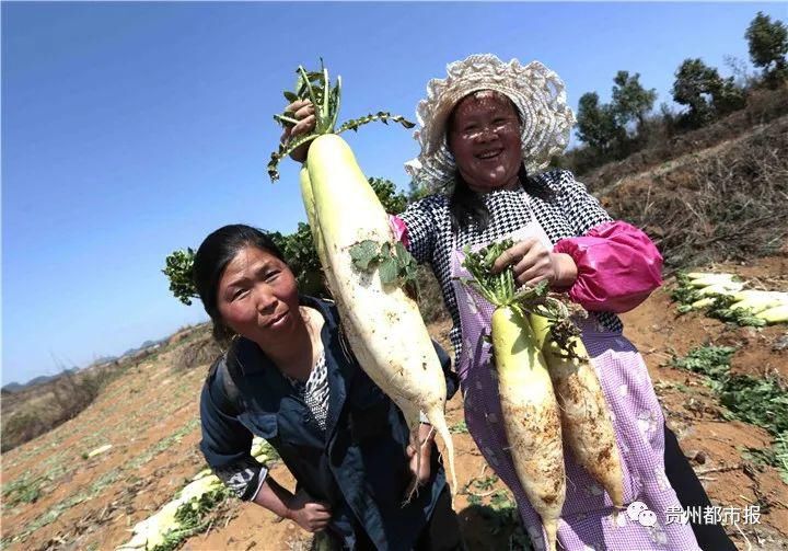  二维码|大数据与乡村振兴 | 当修文猕猴桃遇上二维码