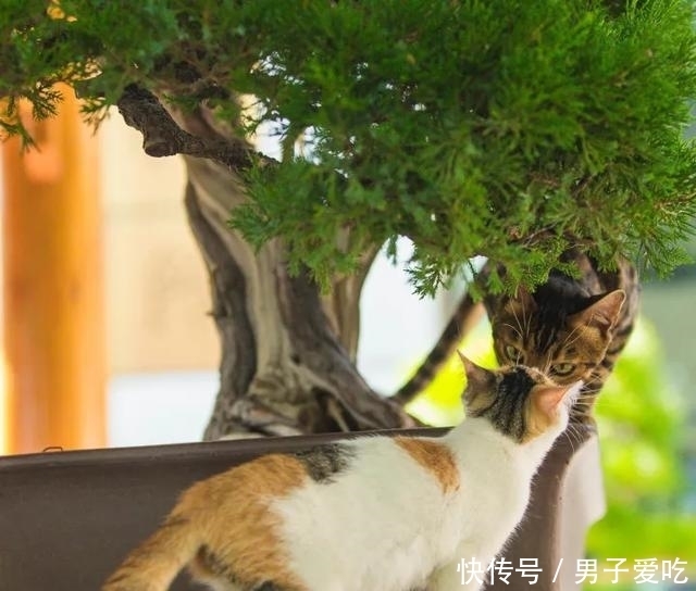  前来|观复猫天团上新，米麒麟前来报道啦