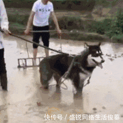 日子|搞笑GIF:这些日子受尽了多少委屈,在老丈人面前哭成这样啊。