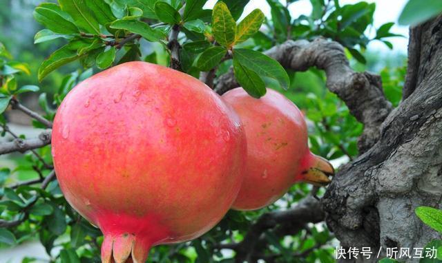 香甜|买石榴时,别再傻傻挑又大又红的,牢记这些,皮薄香甜又多汁