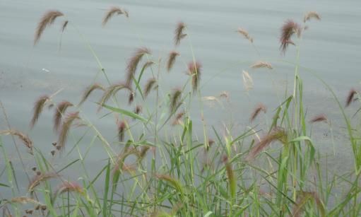 水中|孕妇外出散步失联,芦苇丛旁被发现,半身浸在水中