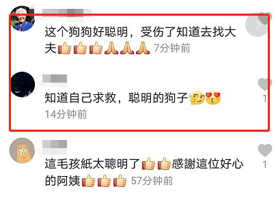 前爪受伤|受伤的狗狗自己跑到药店寻求帮助，在地上翻滚着感谢医生