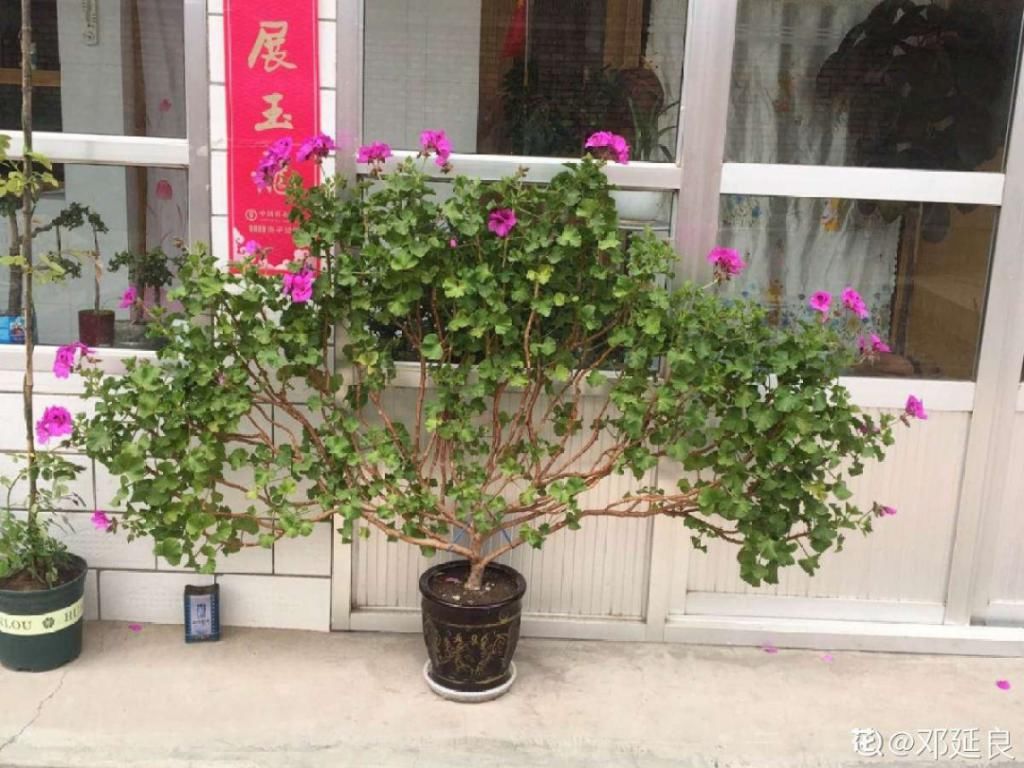 养成|最大的长寿老桩，7年时间，养成盆景！