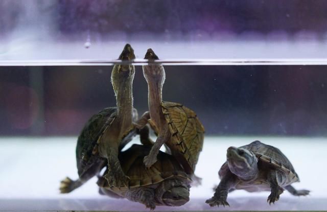 温顺|再温顺的宠物,也有可能伤到宝宝,饲养前想清楚3件事再做决定