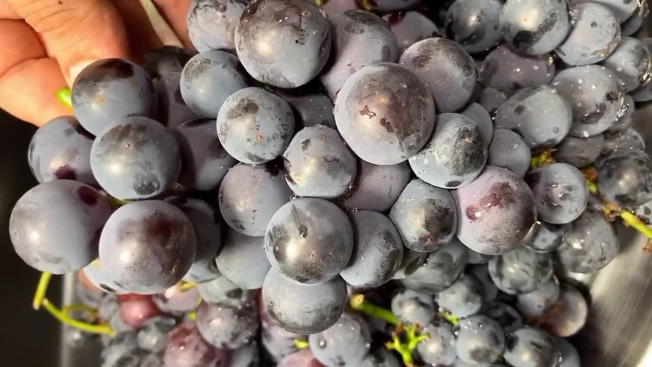 酒香|自酿葡萄酒，酒香浓郁甘甜味美，“风险”大于“风味”