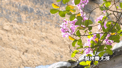 娇艳|这里两株百年紫薇娇艳绽放，快来赏花