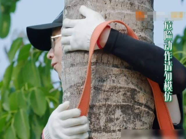  张子枫|谁关注彭昱畅谁在乎爬椰树？你去不去一目了然