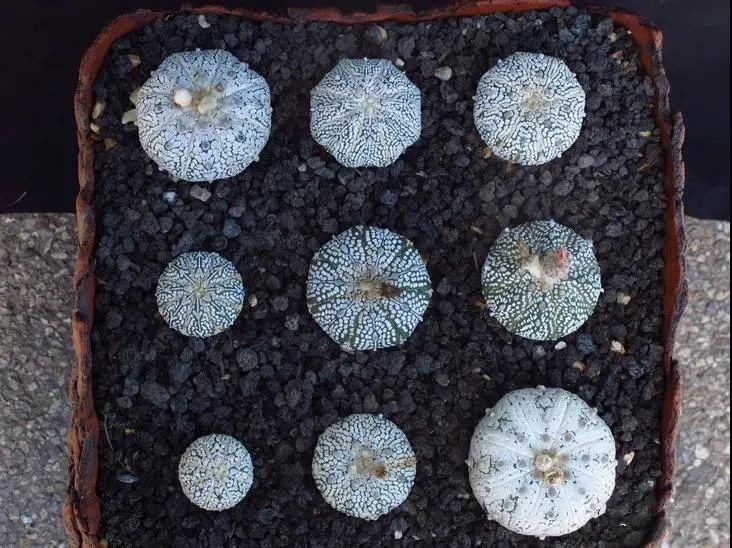  人养|每个人养肉人都应该学会鉴赏“兜”