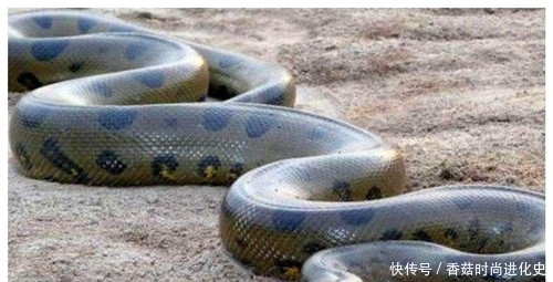  德国|蛇到底能长多长？二战时，英国飞行员拍到一条巨蟒，现成未解之谜