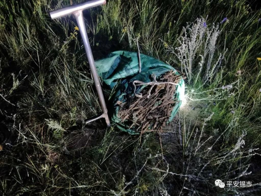 野生|锡盟警方查处一起非法盗挖野生药材案