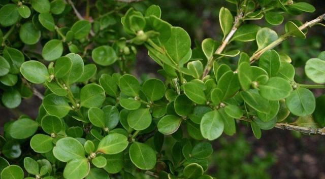  寓意|高雅寓意好的树，摆在庭院或客厅，好彩头有了