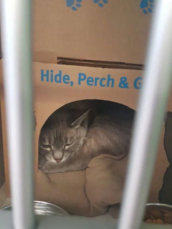  收养|一只流浪猫被收养之后的变化，不要太明显！