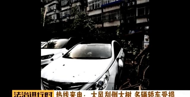  轿车|北京：小区突然刮大风，大树砸坏5辆轿车