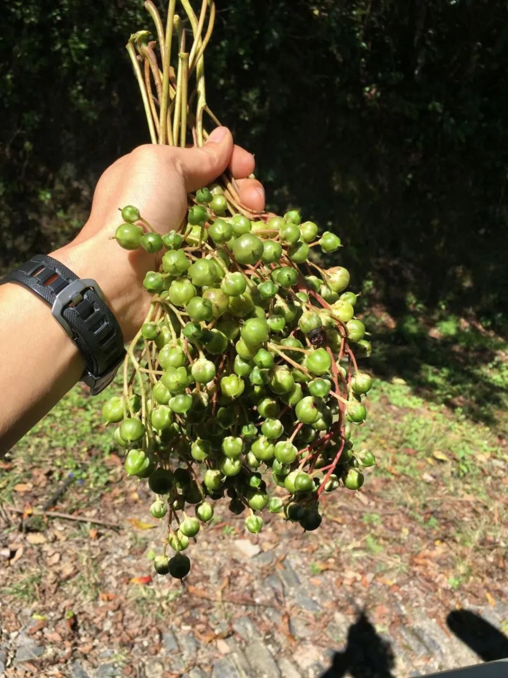  鼻涕|掠食者日志 | 560_可以吸的鼻涕果