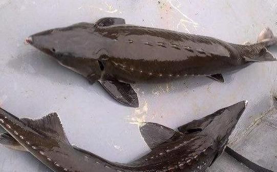 吃货|看完取鱼子酱的过程,你还能吃得下吗吃货以后不吃了