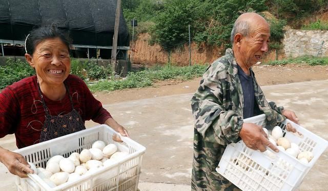 妈妈|吃鹅肉的人很多,超市却没有鹅蛋卖,也很少见人吃鹅蛋,为什么呢