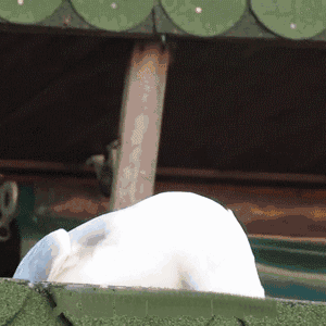  表情|搞笑的哈哈大笑表情包合集