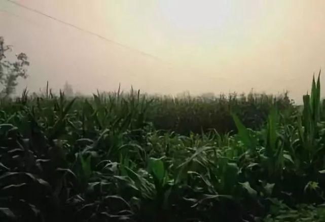  玉米地|东明老家玉米地里看到的一幕，令人......