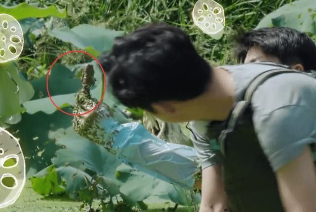  无奈|《向往的生活》嘉宾挖藕被吐槽作秀，官博无奈科普，没文化真可怕